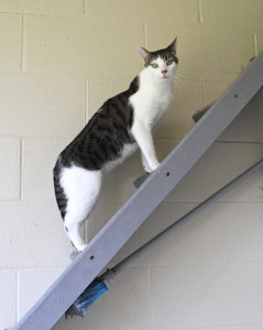 Climbing the steps that he hopes lead to your heart
