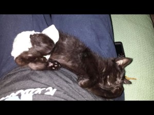 Nap time after a long trip! 