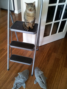 Sharks can't climb stairs! I've outsmarted them again. 