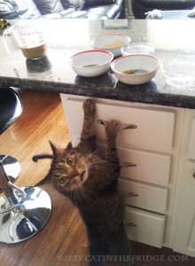 Let me taste or I'll perish! 