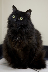 Look at that fluff! Do you not just want to reach through the screen and hug this little belle?