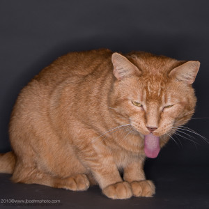 Adoptable. Call Tree House Humane in Chicago. 