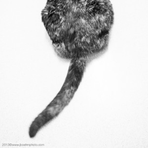 WANTED: The Intruder. Reward of love and snuggles offered. 