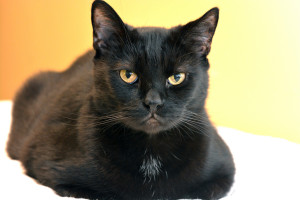 "Yes, my eyes are hypnotic. Bring me a pumpkin latte, stat."