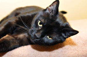 Come closer. I will cuddle you, and you will love it.