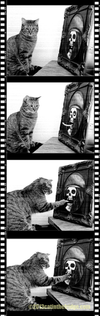 Awww...cat got your tongue?