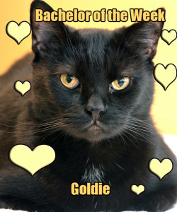 goldiebachelor