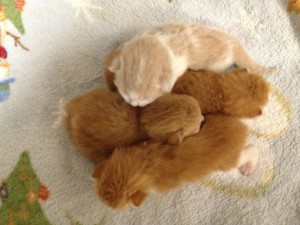 Rescued feral babies. Can I get a "squee?"