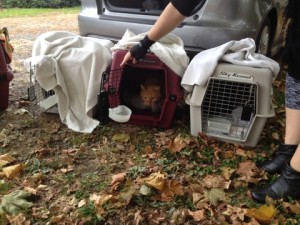 Feral rescuing in progress.