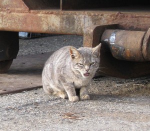 "This program is great! Also, I'm hungry!" - feral kitten.