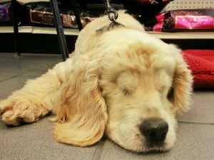 Sandy having a little lie down. 