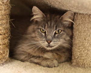 Feral "Maybelle," fixed up and ready for adoption! 