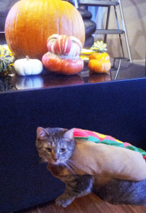 I will wear food for this week only. 