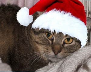 Why not leave Santa some cookies and Bailey?