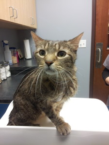 Rocky getting weighed.