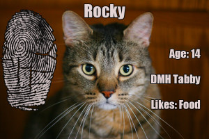 RockyReport