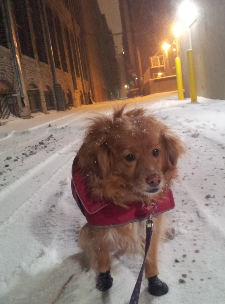 Doodle is Concernicus. 