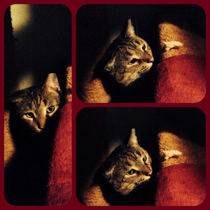 Jade in his well- known "turkey series."