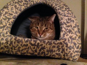 Jade in his lion's den. But it's really more like a ranch-style house den and he's ready for a family.