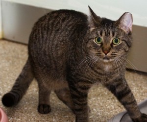 "Oh, oh hey guys. Um... nothing to see here. Just take my food and move along. "