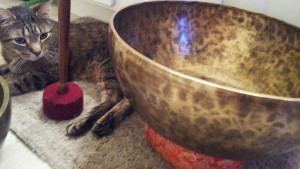 Rocky sitting amongst the bowls.