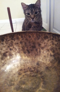 Rocky pondering the vastness of the large bowl.