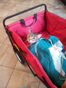 Riding in his little red cart to see Dr. C.