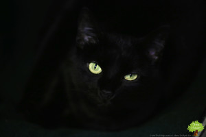 Tree House Panther, photographed using these here tips!