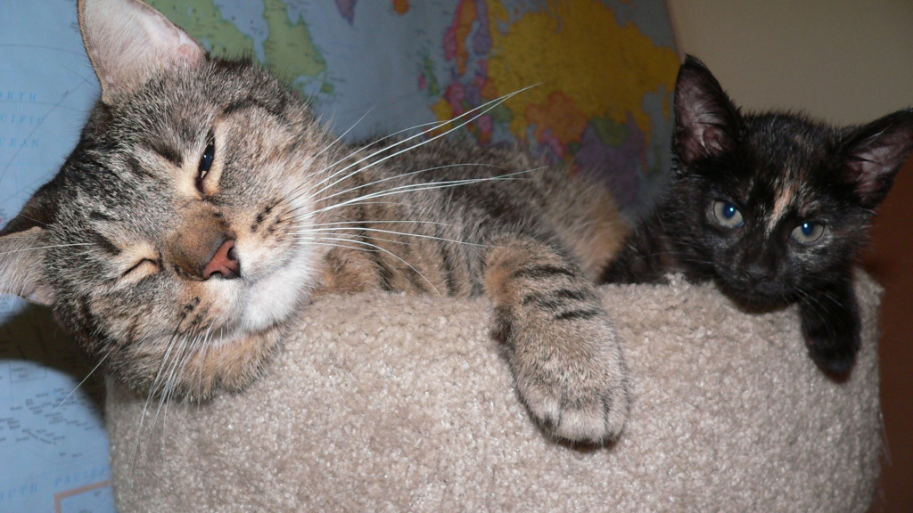 Mrs. P with her big brother Rocky shortly after arrival. They do, indeed, have a bond.