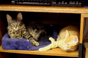 Gorgonzola and Parmesan, stored in a cabinet as they should be.