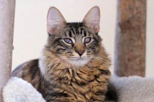 Gorgonzola, goes with well pears and honey.