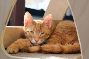 Parmesan, sprinkled over a bed of pasta.