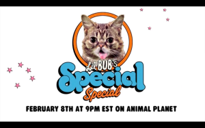 Special logo and announcement