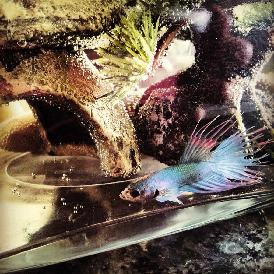 Francis in his little home. He has a two gallon all to himself with a little house, tree, and hammock.