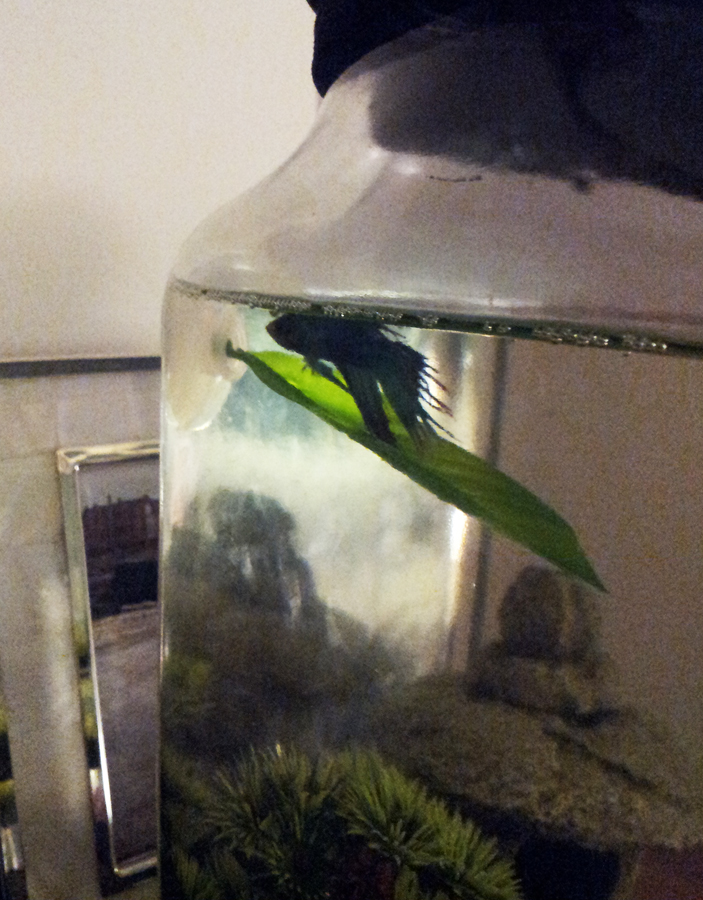 Francis napping in his little hammock.