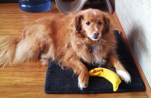 Someone else liked the banana, too.