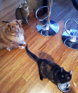 The testers arrive on scene. Two of them could not be roused from afternoon nap time.