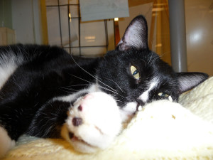 "Unless you have a dog, you can talk to the paw." - Mattie