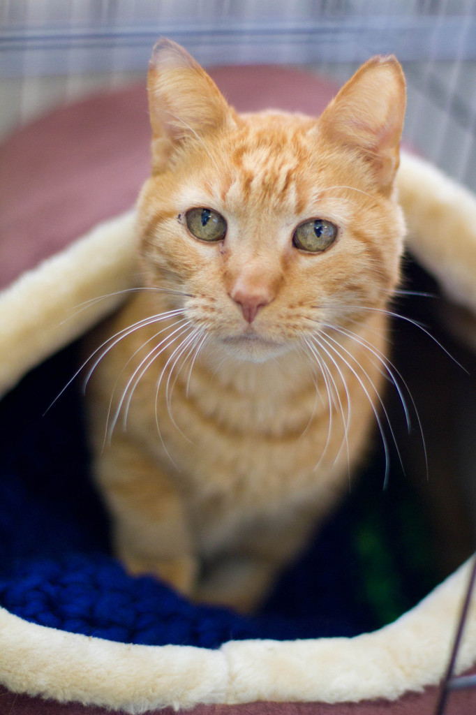 "Pick me pick me pick me" - Dr. Mittens