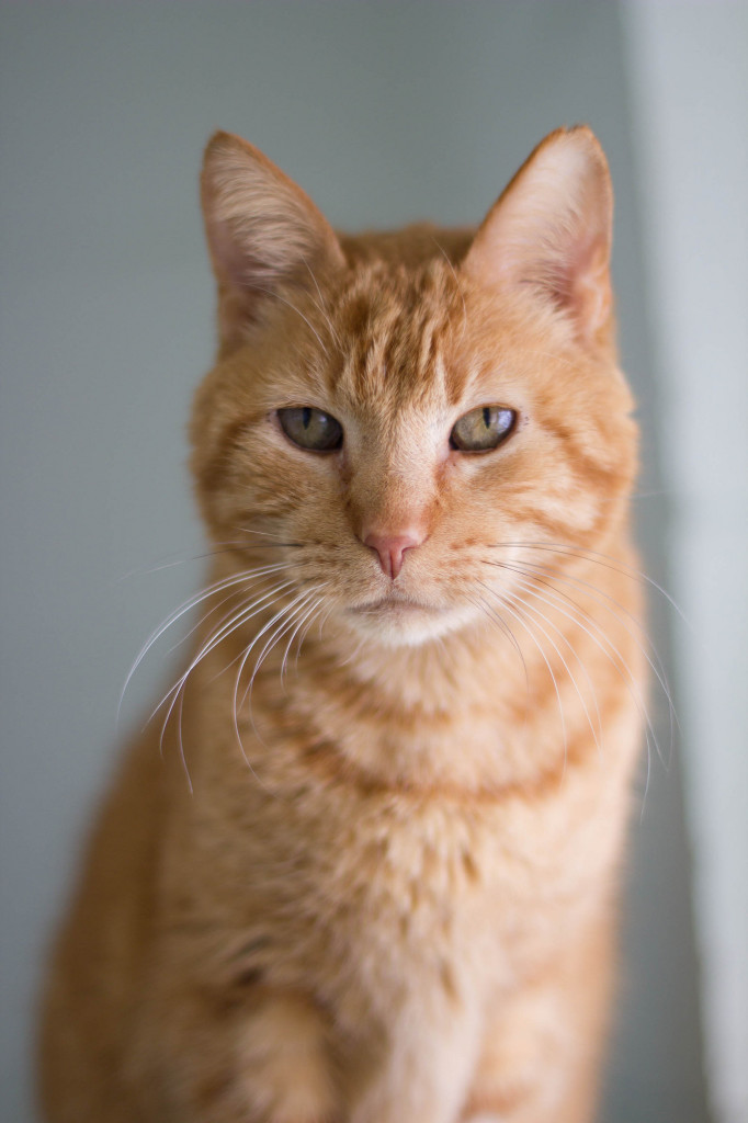 Dr. Mittens, single and searching