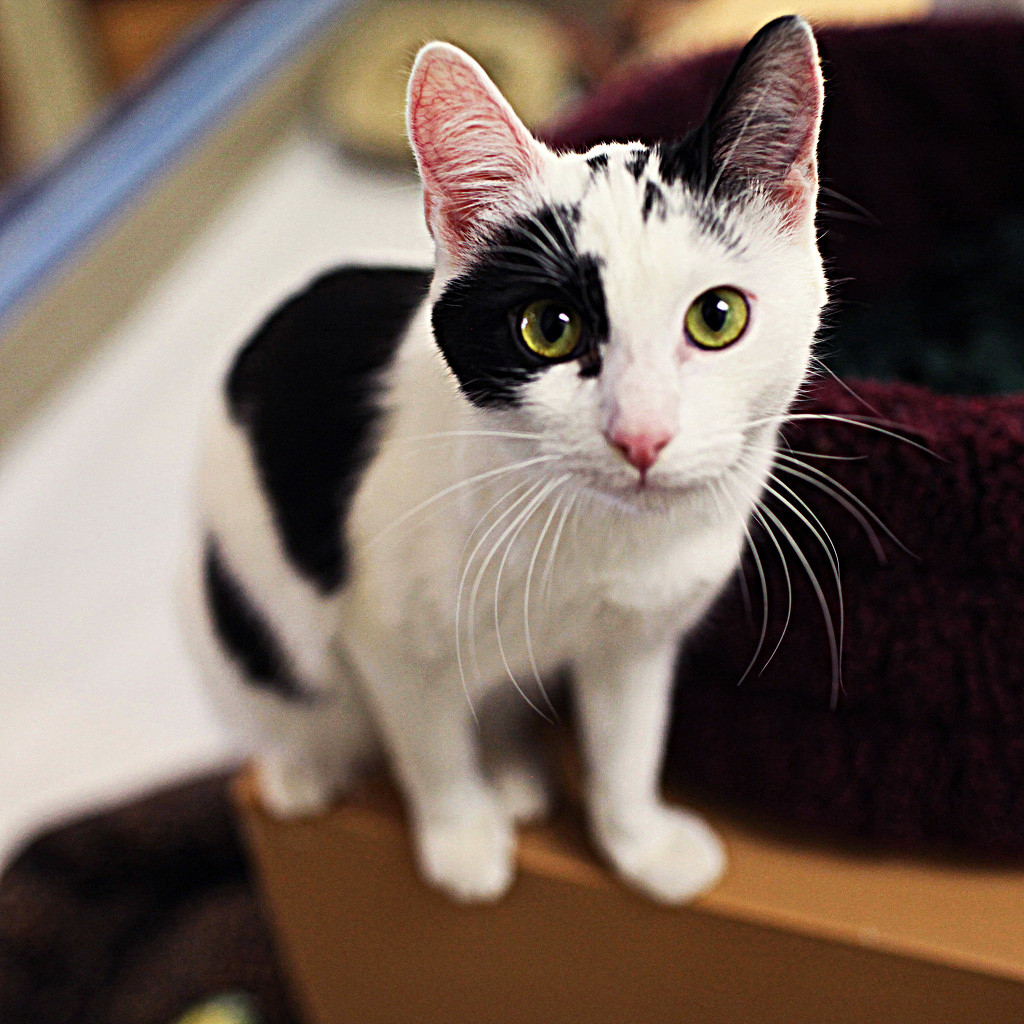 This particular variety of Rose signifies love, friendship, AND happiness all rolled into one.