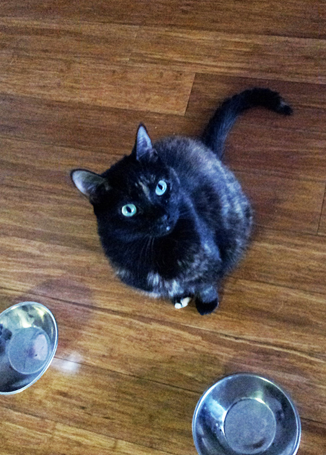 Look at that cat on the floor. Do you see how close she is to the floor?