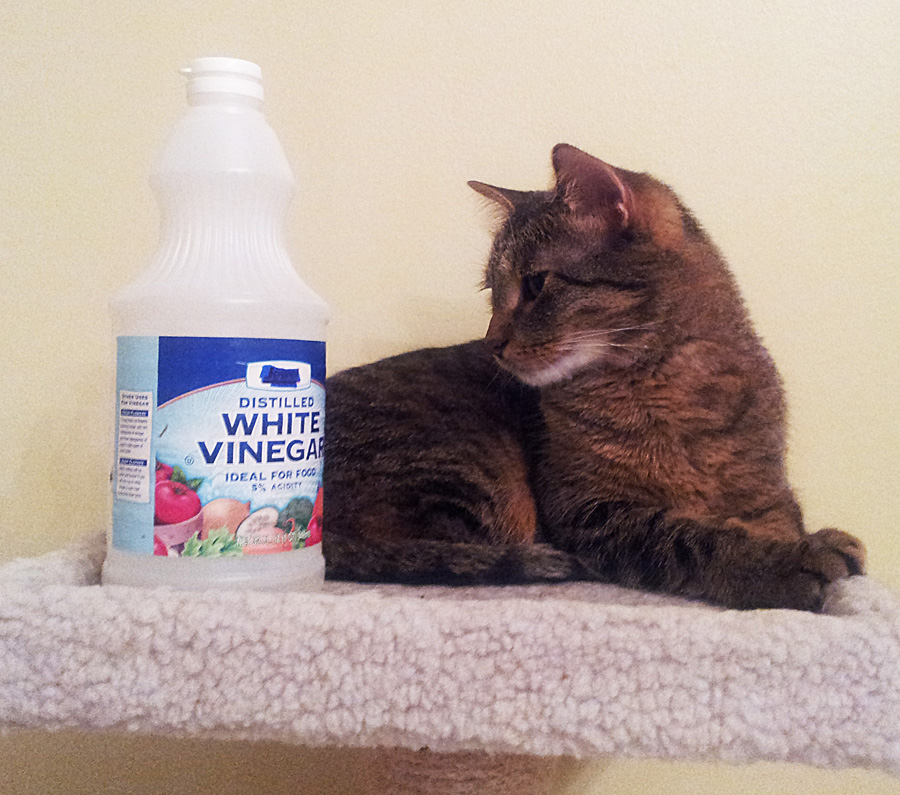 Two all-stars: both fastidious cleaners, but only one uses her tongue.