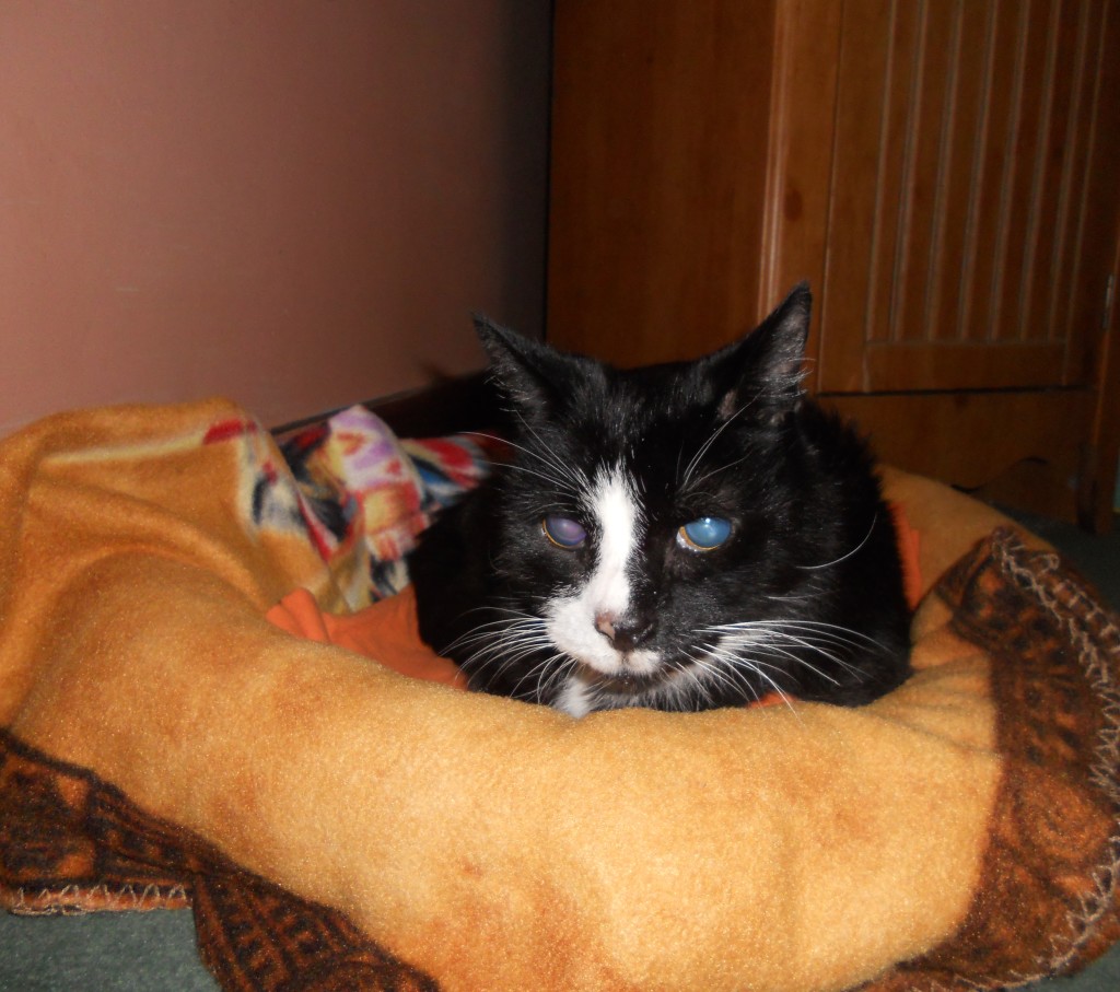 Levi snuggling into a bed.