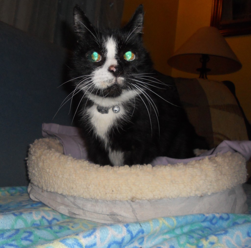 Levi in his new home.