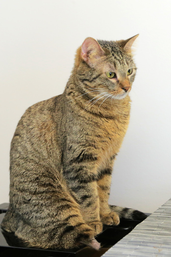 Note how when I sit, my stump comes just as low as my foot. What's that doing to my hips?