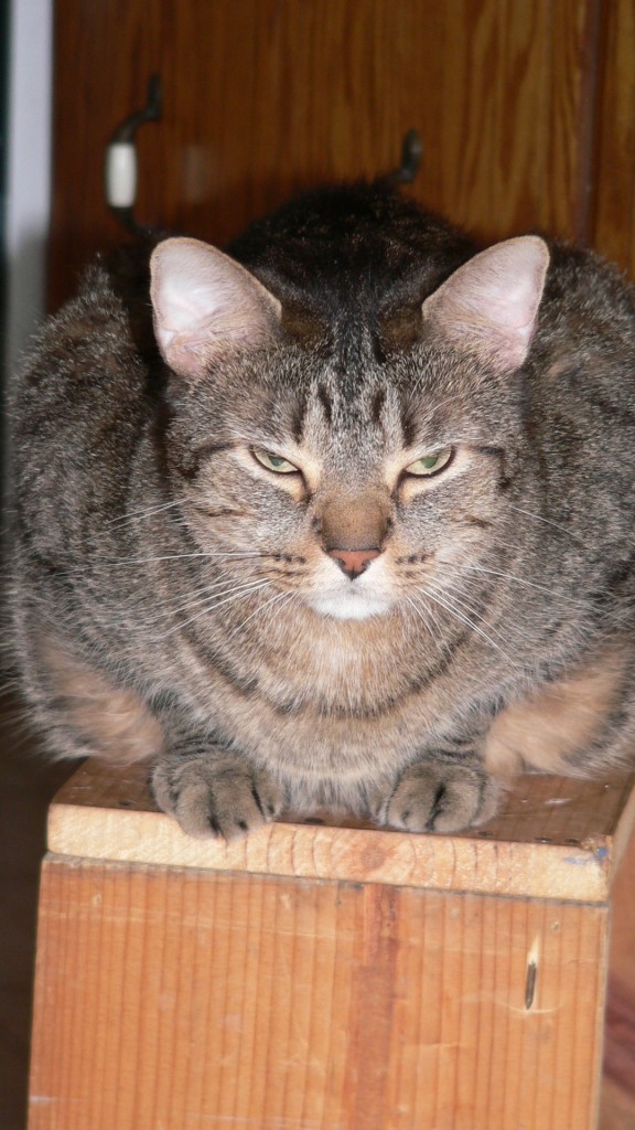 Rocky reaches the pinnacle of his weight struggles and takes a part time job as a toad.