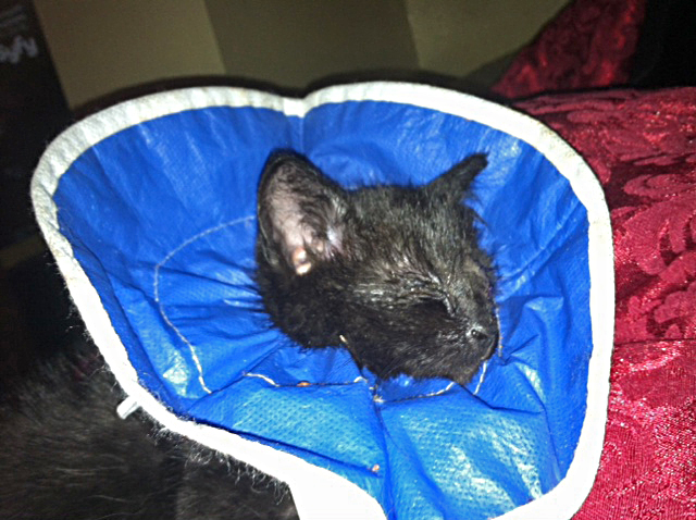 Sirius, wishing upon himself for a home.