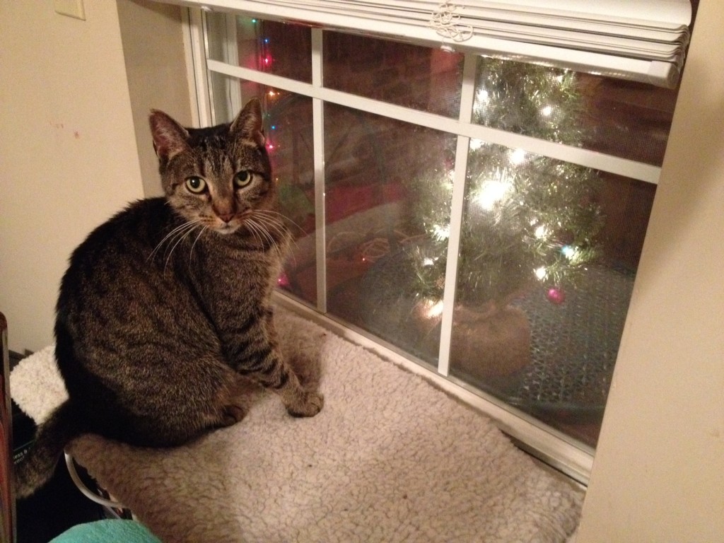 See those lights out there? Psychic sprites gathering intel on Sassy.