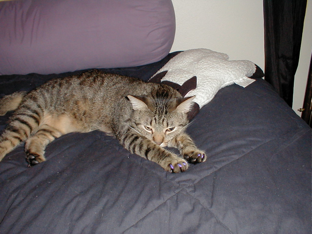 Rocky's first experience with soft paws nail caps.